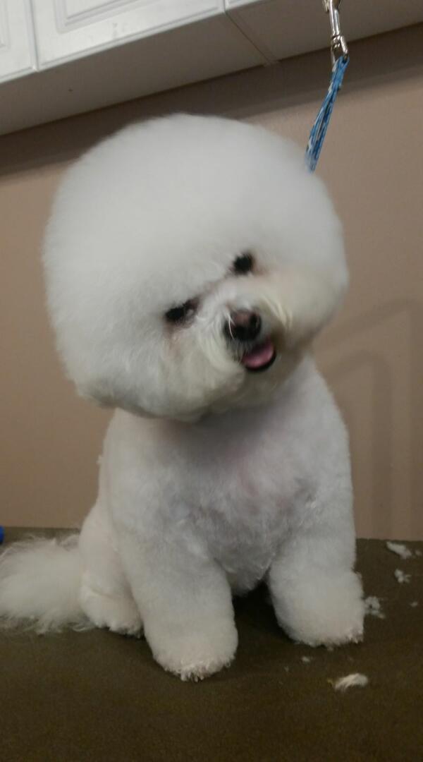 Creative Dog Grooming logo