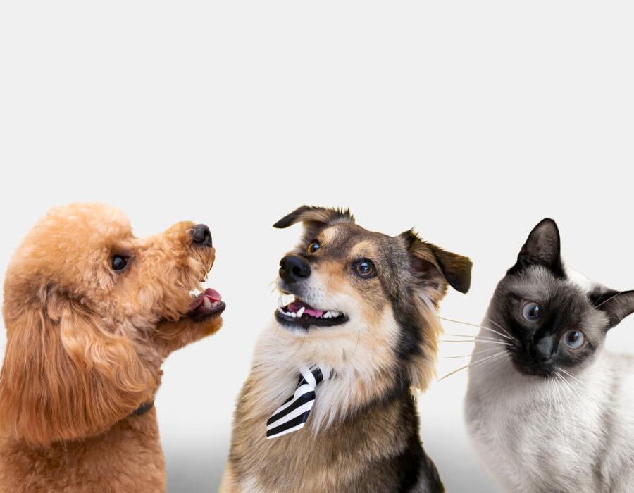 Supervisors Pass No-Kill Animal Shelter County Resolution